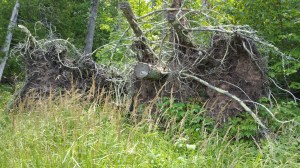 Blown down tree on Madeline Island. 