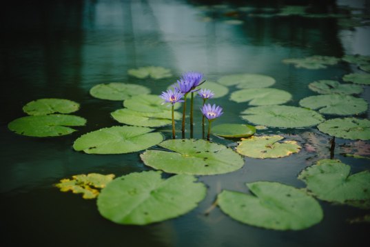 lily pad stillness